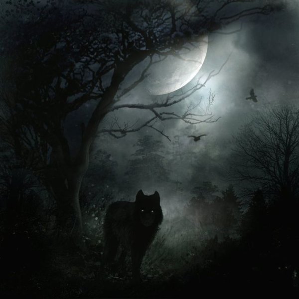 Черный волк ночью