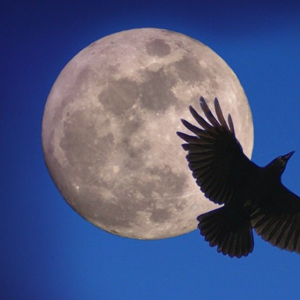 Луна из ворон