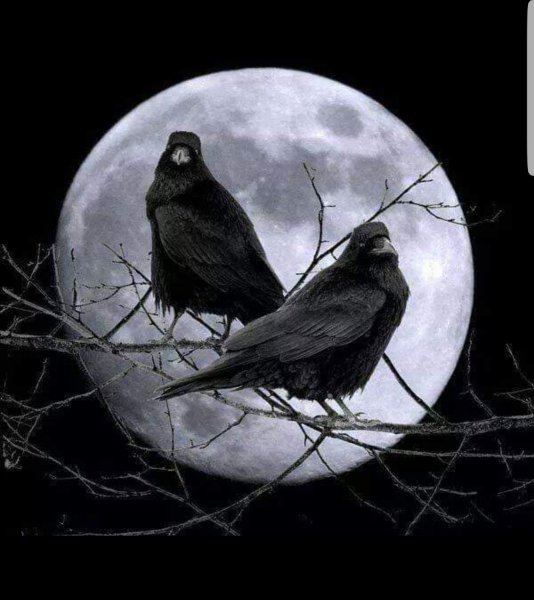 Ворон и Луна арт