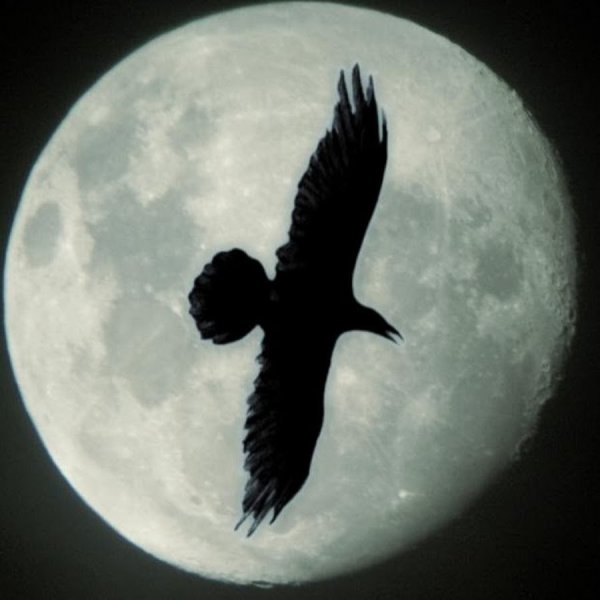 Ворон на фоне Луны
