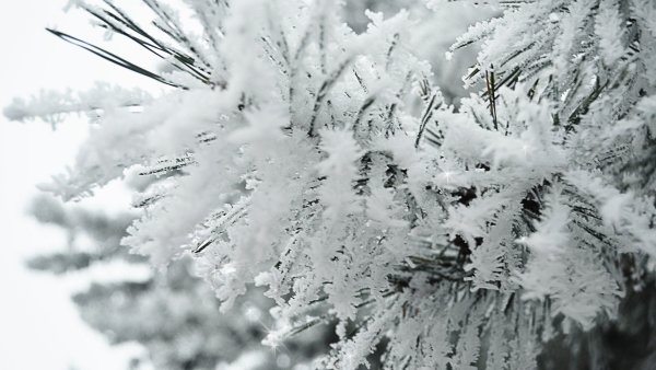 Снег на ветках деревьев