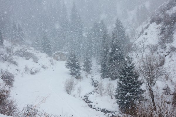 Зимний лес метель