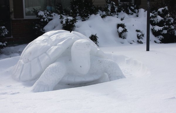 Черепаха из снега