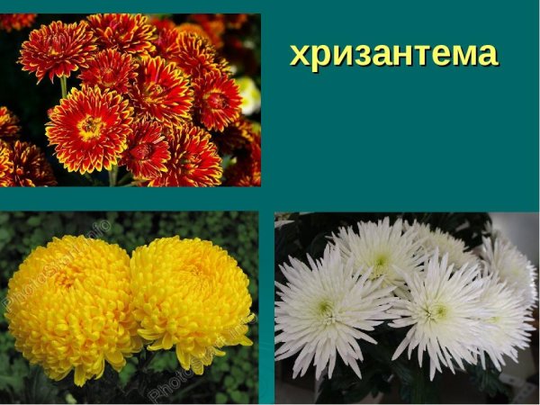 Астра георгина Гладиолус Хризантема бархатцы