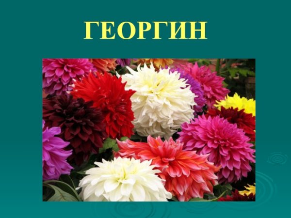 Чудесные цветы осенью