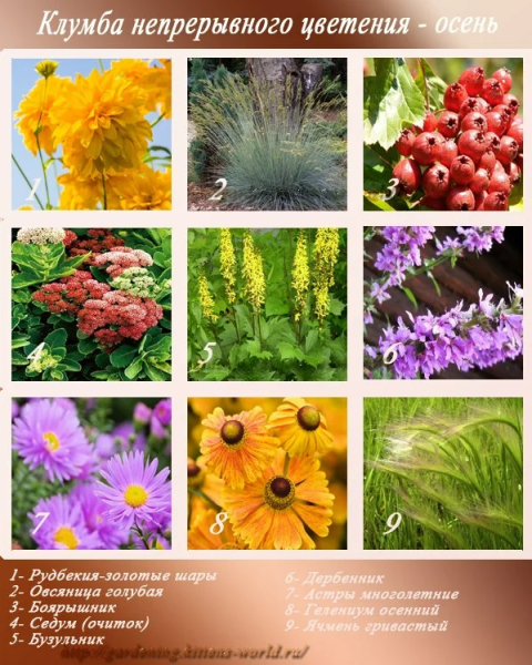 Название осенних цветов