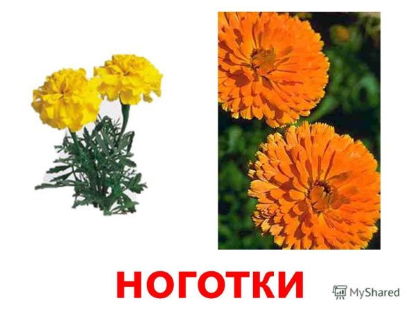 Осенние цветы названия для дошкольников