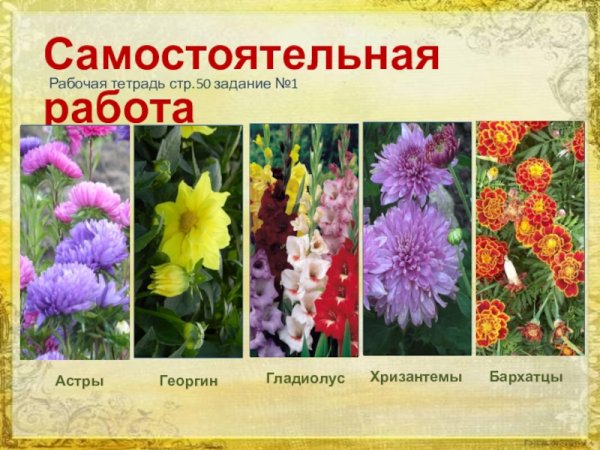 Хризантемы гладиолусы ,георгина Астра