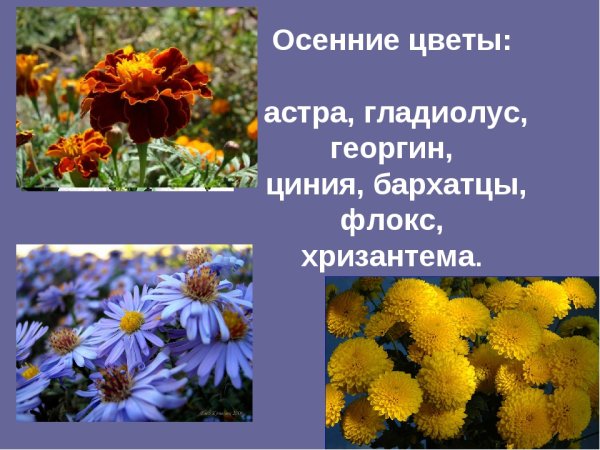 Название осенних цветов