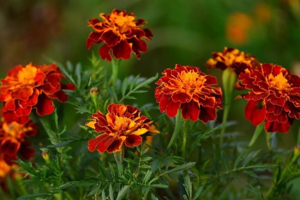 Бархатцы чернобривцы