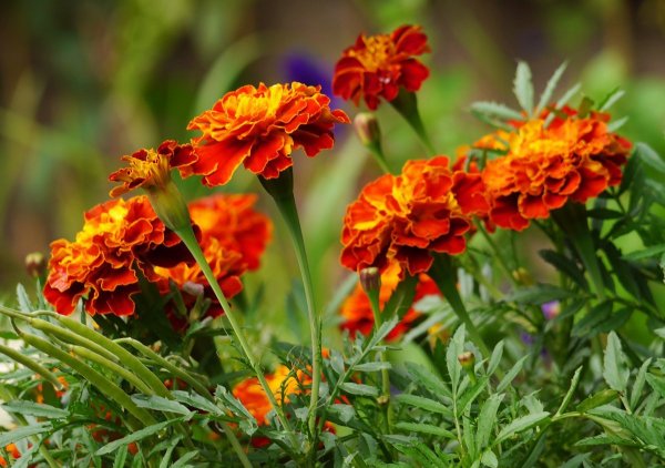 Бархатцы чернобривцы