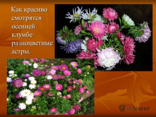 Культурные растения Астра