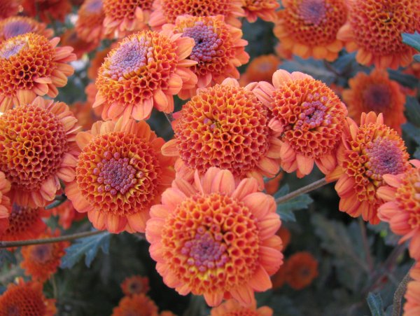 Корейская Хризантема терракот коралл