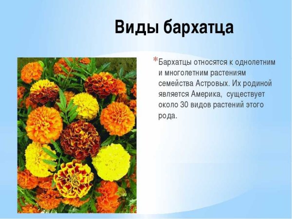 Бархатцы Покрытосеменные растения