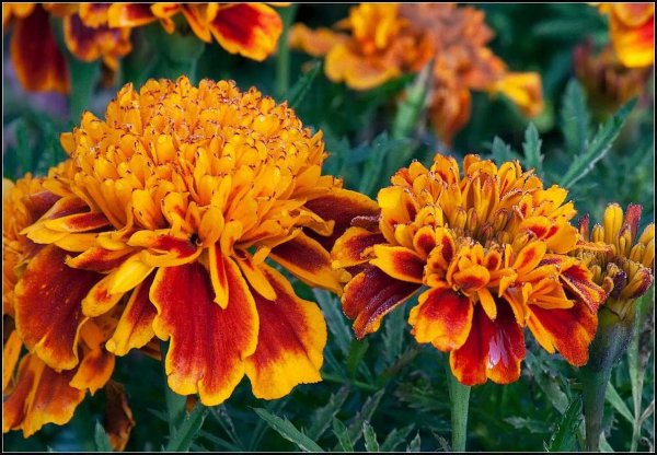 Название осенних цветов