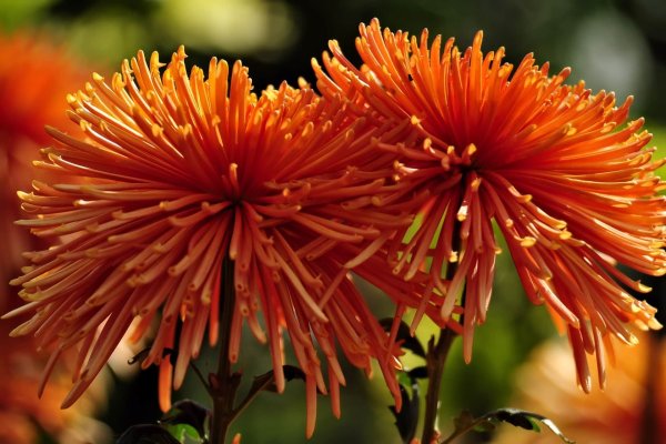 Хризантема калимба оранж