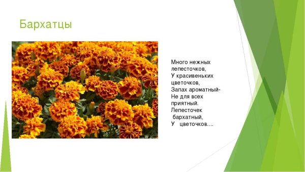 Загадка про бархатцы для детей