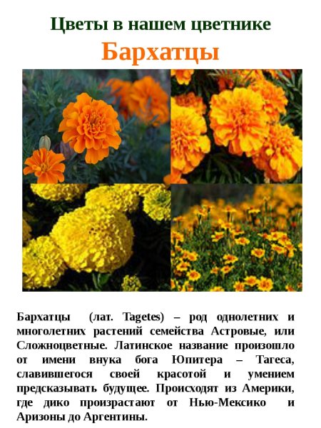 Бархатцы описание для гербария