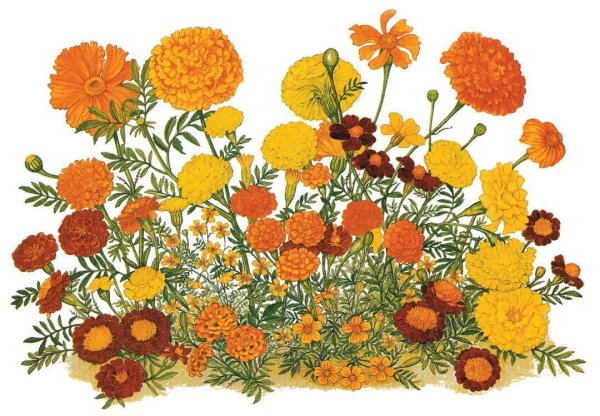 Бархатцы Покрытосеменные растения