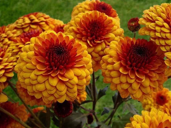 Цинии георгины астры