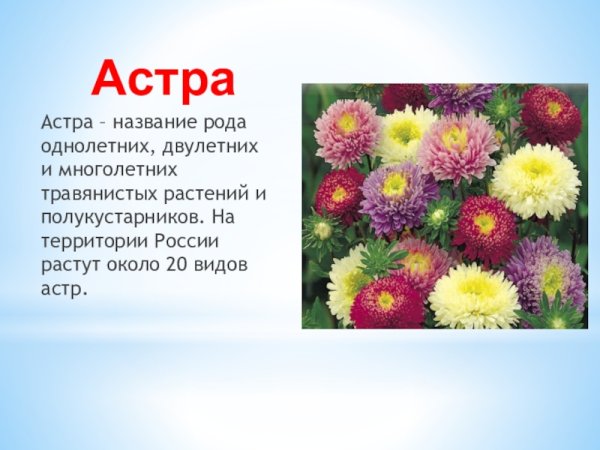 Культурные растения Астра