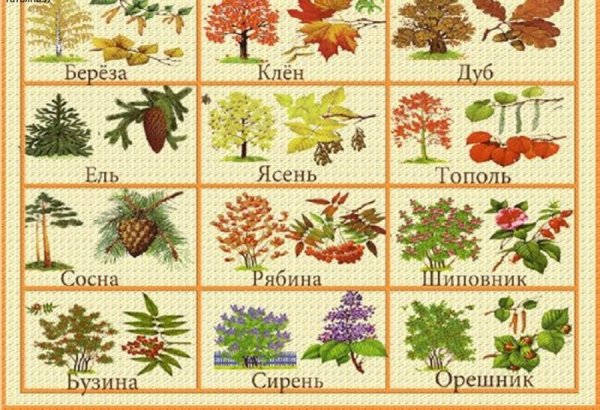 Листья деревьев с названиями