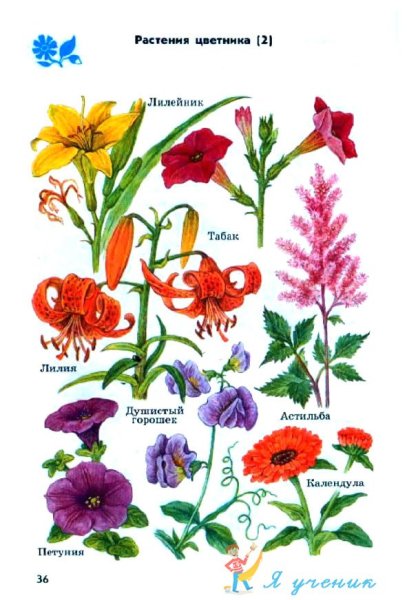 Атлас определитель растения цветника