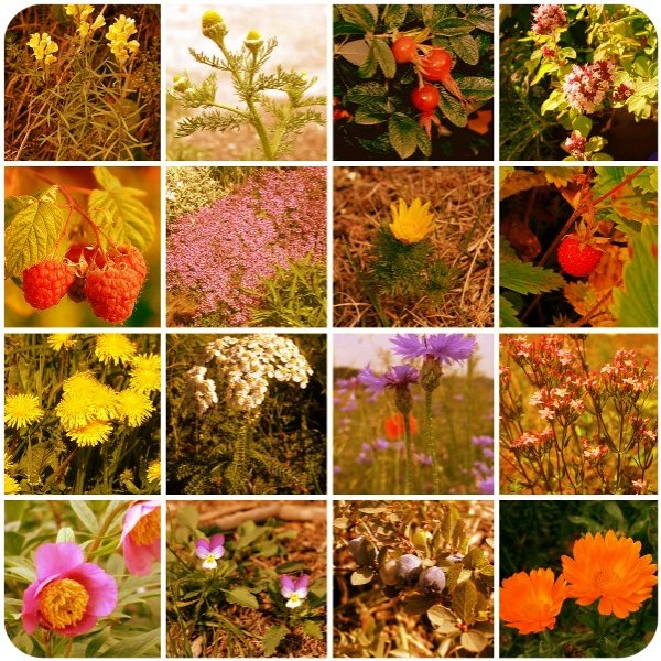 Коллаж из растений