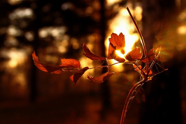 Нежность осеннего вечера