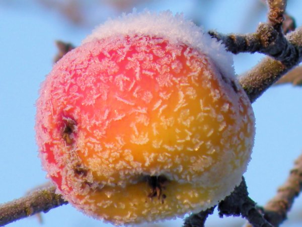 Яблоки в инее