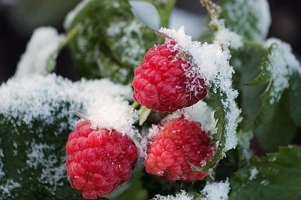 Ягоды в инее