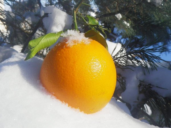 Апельсины на снегу