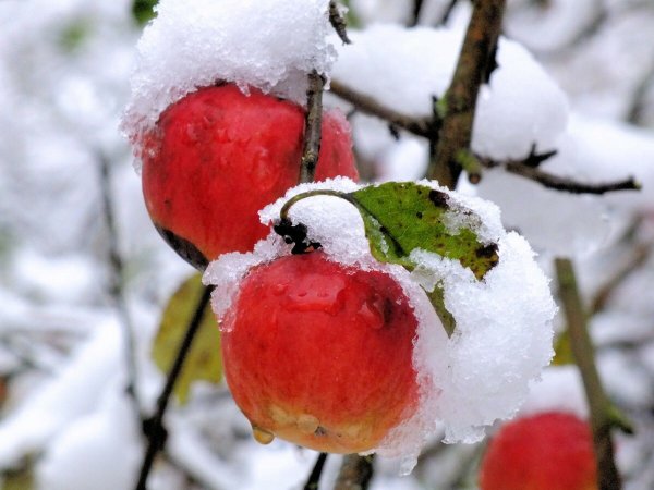 Яблоки на снегу