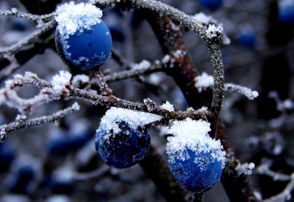 Синие ягоды зимой
