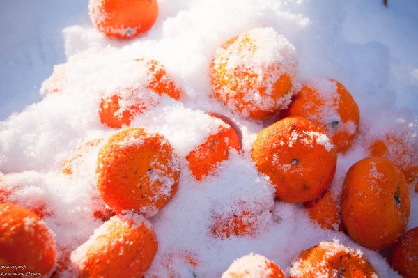 Апельсины на снегу