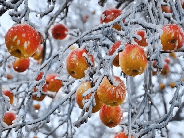 Яблоки на ветке в снегу