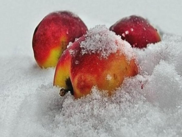 Фрукты в снегу