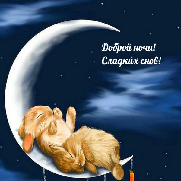 Ночь животные спят