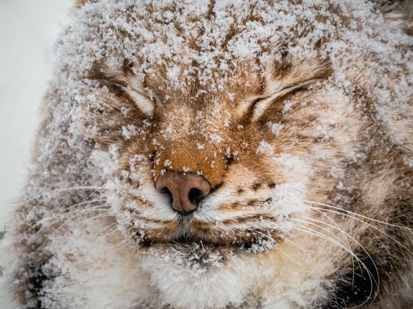 Животные радуются снегу
