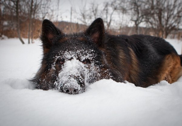 Немецкая овчарка в снегу