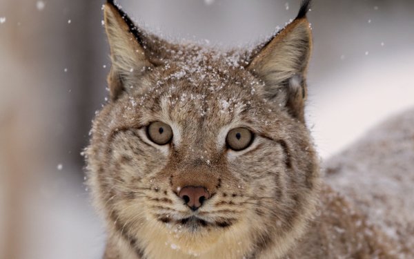 Скептическая Рысь