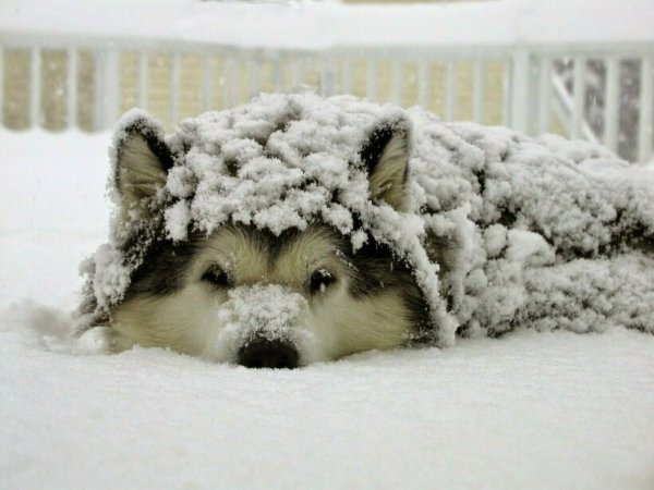 Собака зима