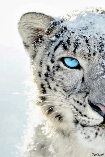 Снежный Барс Ирбис зимой