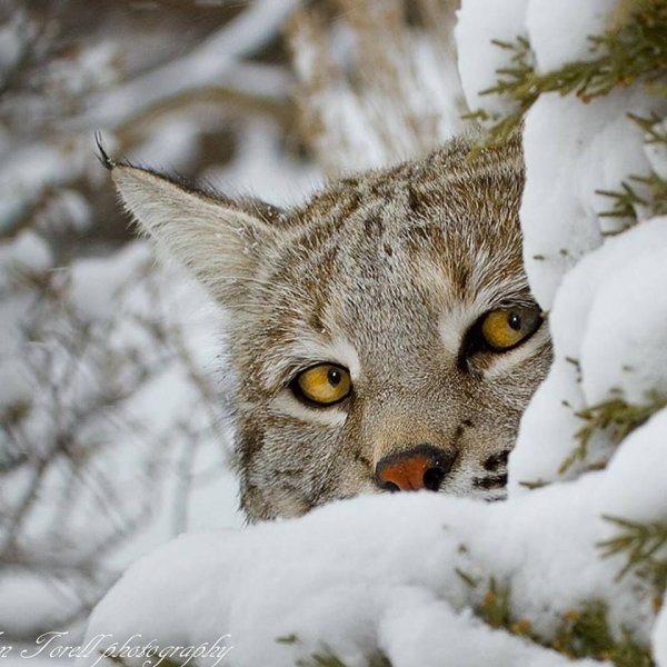 Рысь в снегу