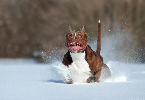 Собака в сугробе смешно