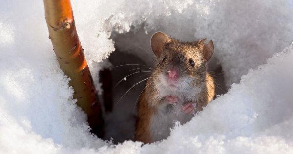 Мышонок в снегу