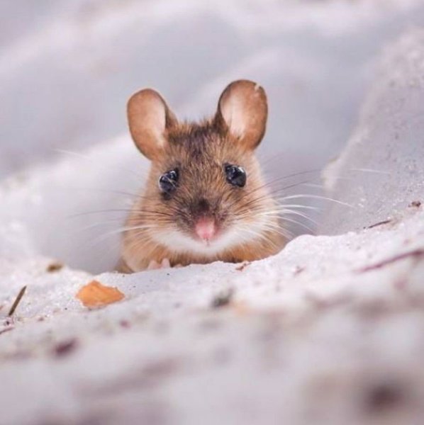 Милая мышка