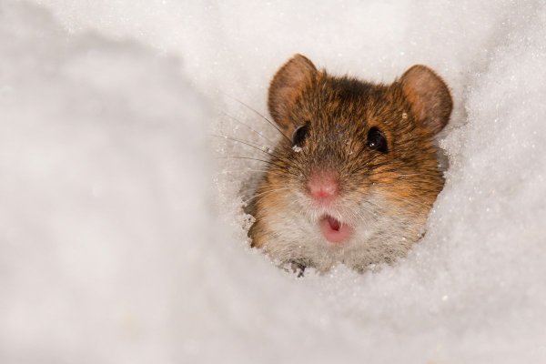 Снежная полевка