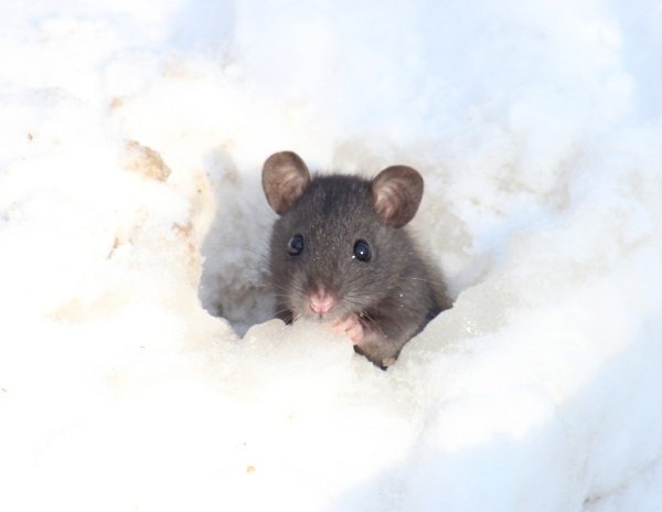 Мышь под снегом