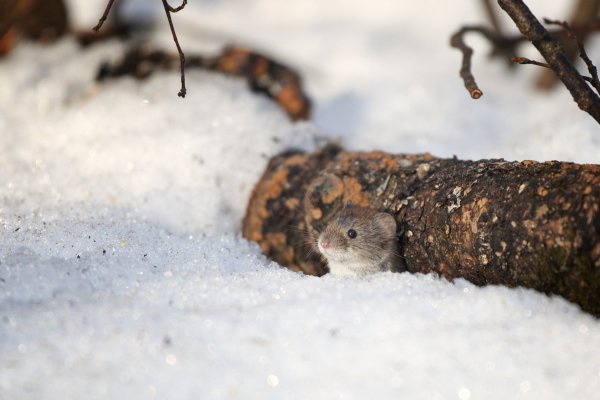 Мышь под снегом